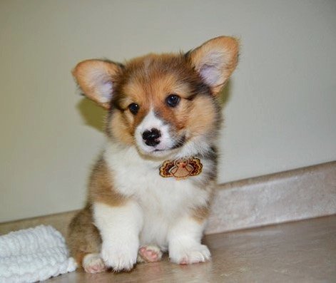 Queensly — tan-and-white female Corgi puppy at Breeders Valley