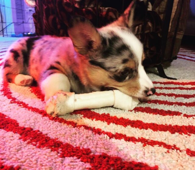 Blake, male Pembroke Welsh Corgi puppy