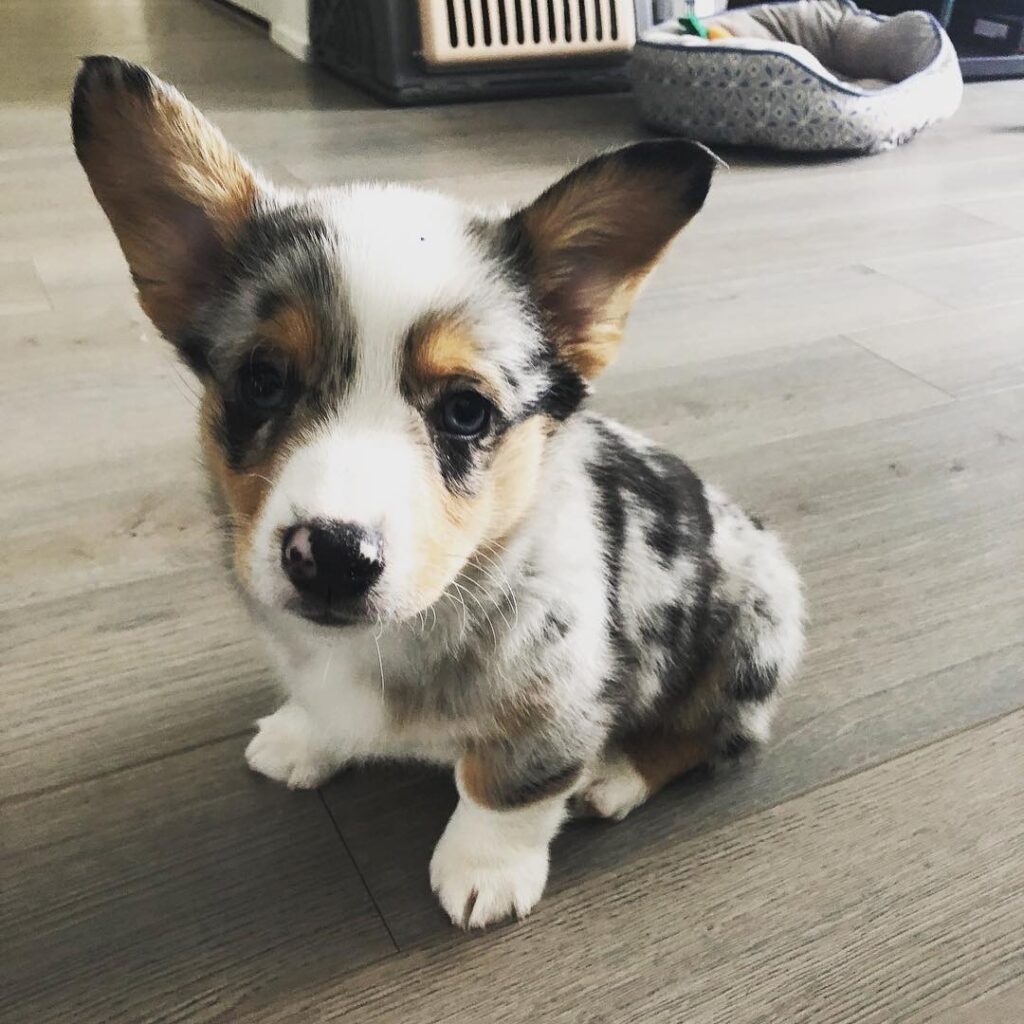 Blake — Pembroke Welsh Corgi puppy, photo 2