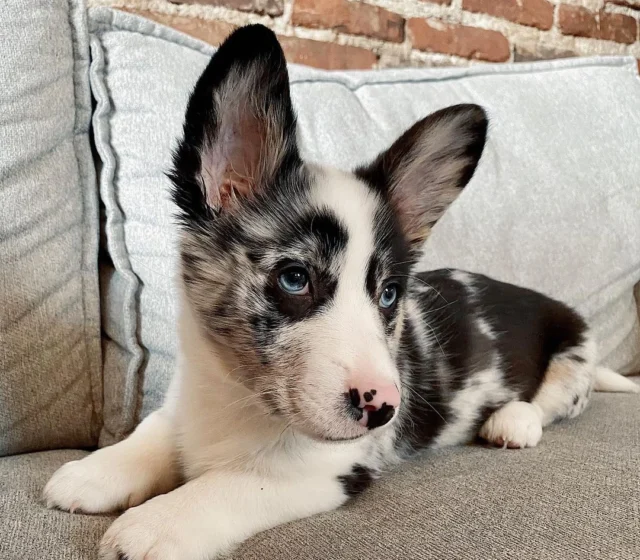 Briana, female Pembroke Welsh Corgi puppy