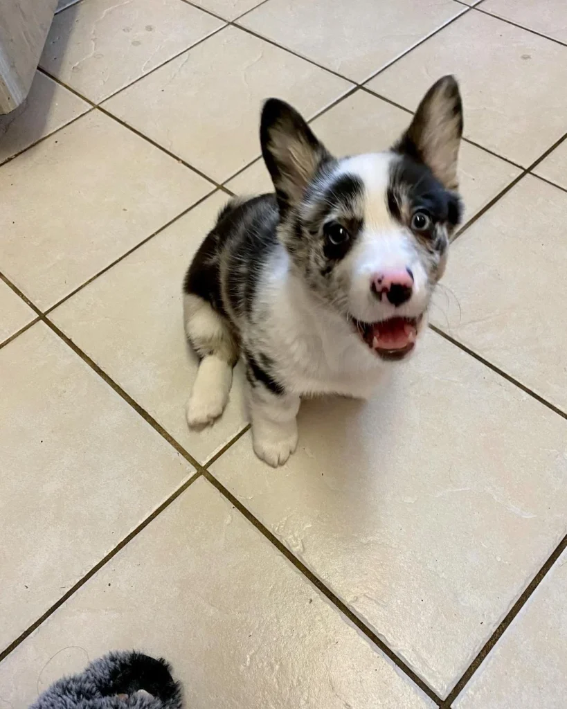 Briana — Pembroke Welsh Corgi puppy, photo 2