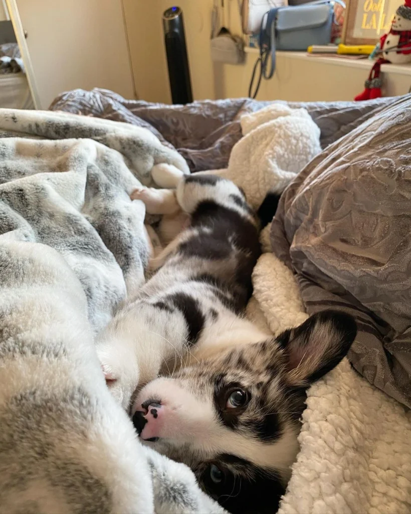 Briana — Pembroke Welsh Corgi puppy, photo 3