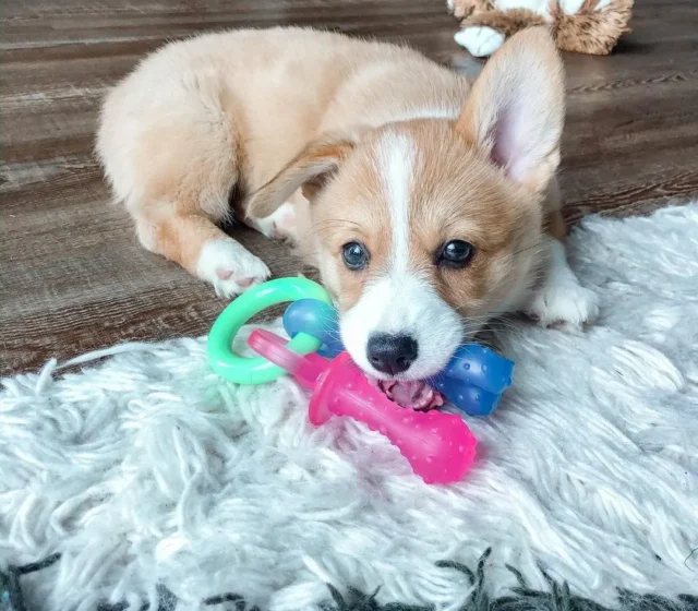 Cora, female Pembroke Welsh Corgi puppy