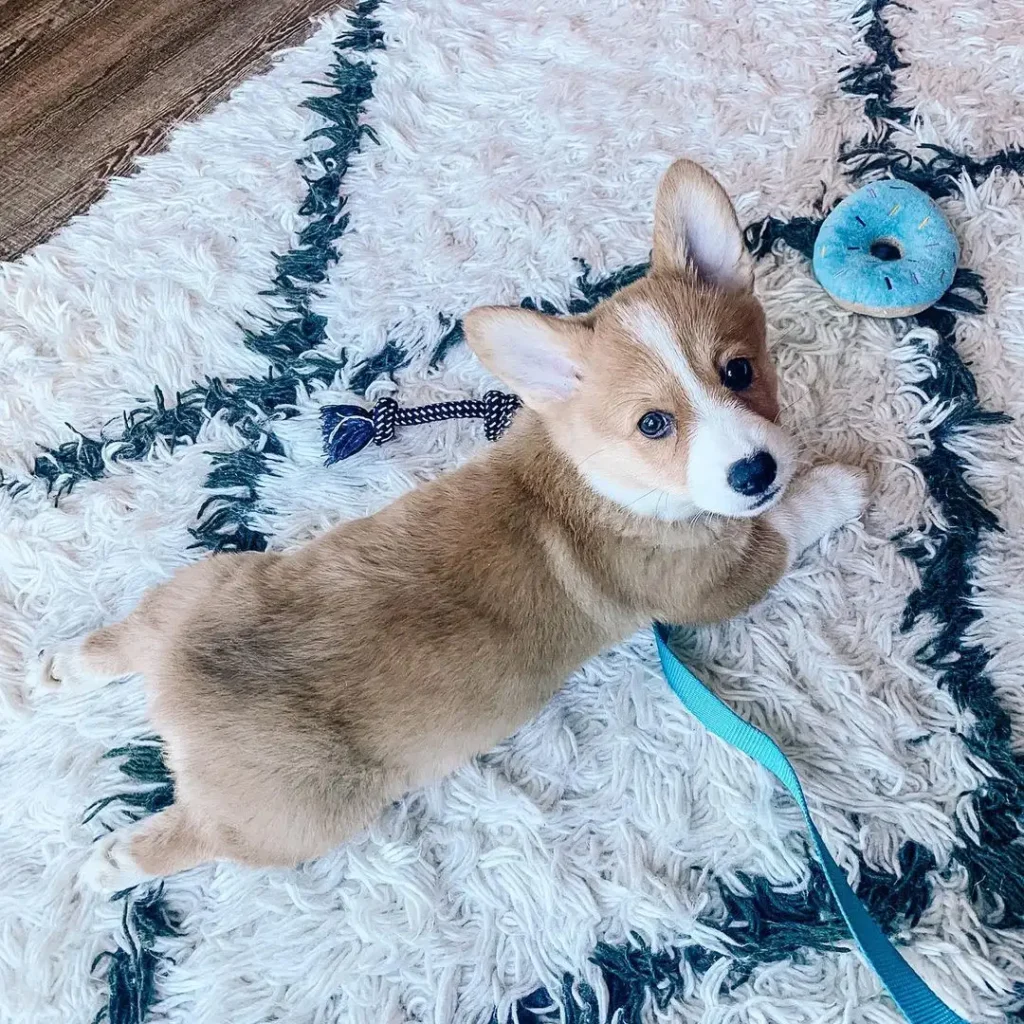 Cora — Pembroke Welsh Corgi puppy, photo 2