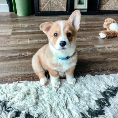 Cora — Pembroke Welsh Corgi puppy, photo 3