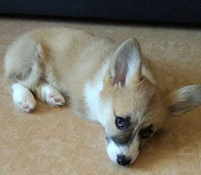 Daisy, female Pembroke Welsh Corgi puppy