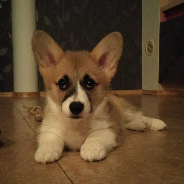 Daisy — Pembroke Welsh Corgi puppy, photo 2