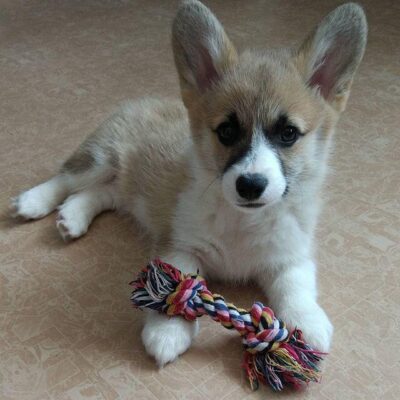 Daisy — Pembroke Welsh Corgi puppy, photo 3