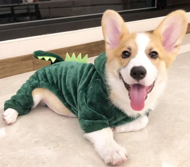 Gizmo, male Pembroke Welsh Corgi puppy