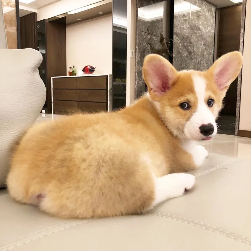 Gizmo — Pembroke Welsh Corgi puppy, photo 2