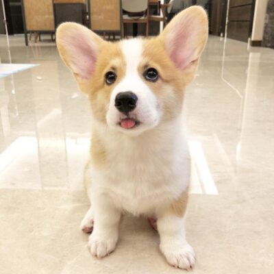 Gizmo — Pembroke Welsh Corgi puppy, photo 3