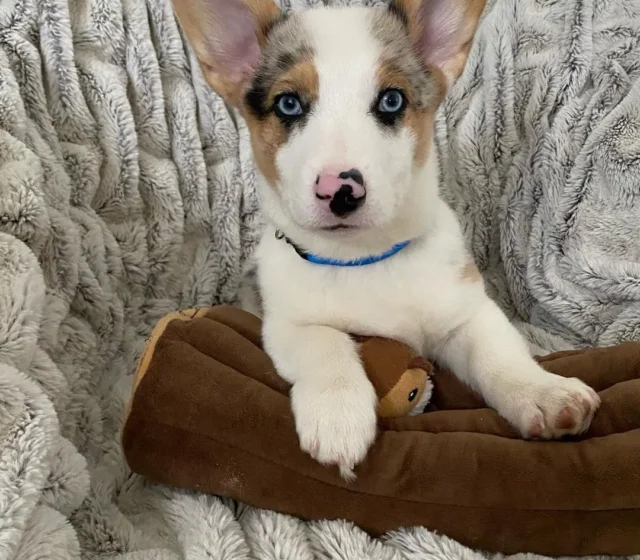 Huxley, male Pembroke Welsh Corgi puppy