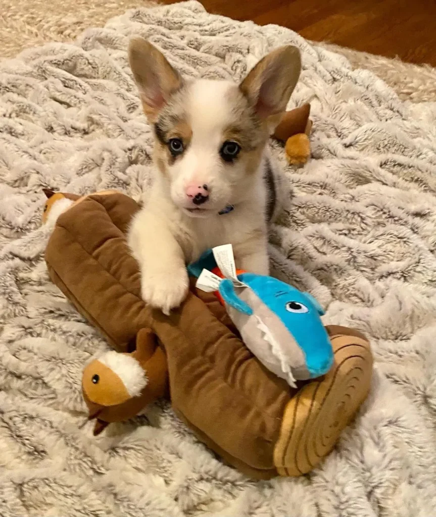 Huxley — Pembroke Welsh Corgi puppy, photo 2