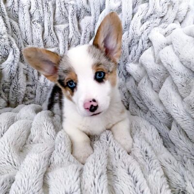 Huxley — Pembroke Welsh Corgi puppy, photo 3