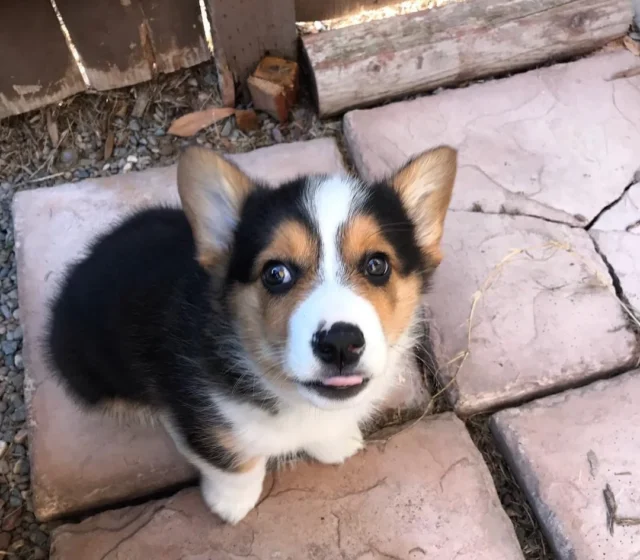 Leo, male Pembroke Welsh Corgi puppy