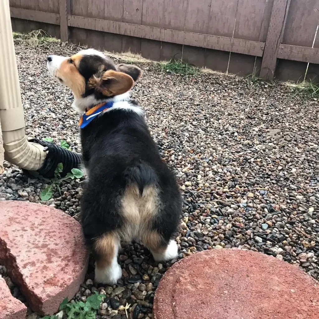Leo — Pembroke Welsh Corgi puppy, photo 2