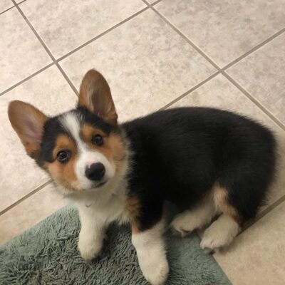 Leo — Pembroke Welsh Corgi puppy, photo 3