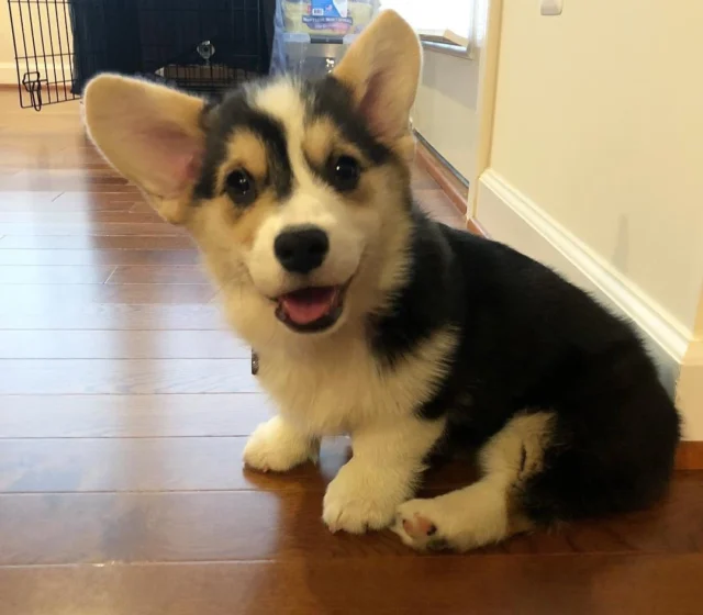 Maggi, female Pembroke Welsh Corgi puppy
