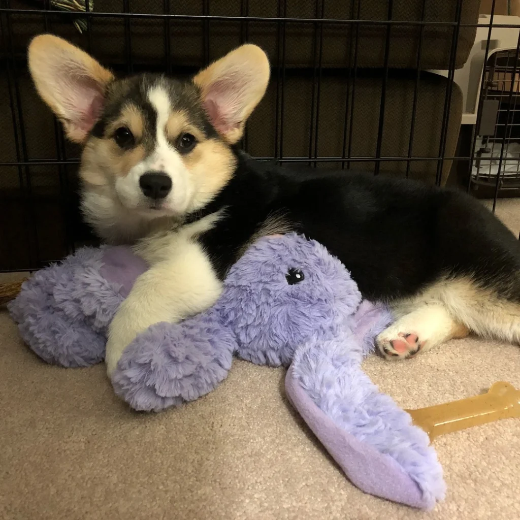 Maggi — Pembroke Welsh Corgi puppy, photo 2