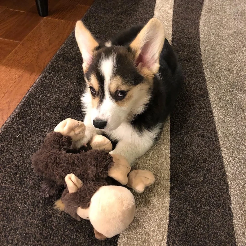 Maggi — Pembroke Welsh Corgi puppy, photo 3