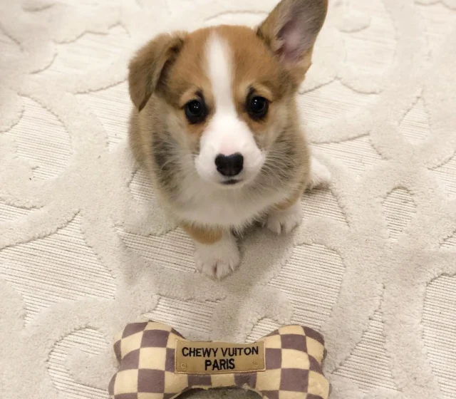 Nolla, female Pembroke Welsh Corgi puppy