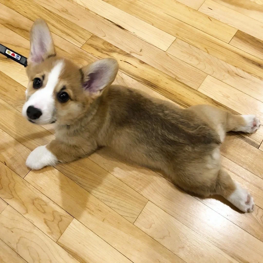 Nolla — Pembroke Welsh Corgi puppy, photo 2