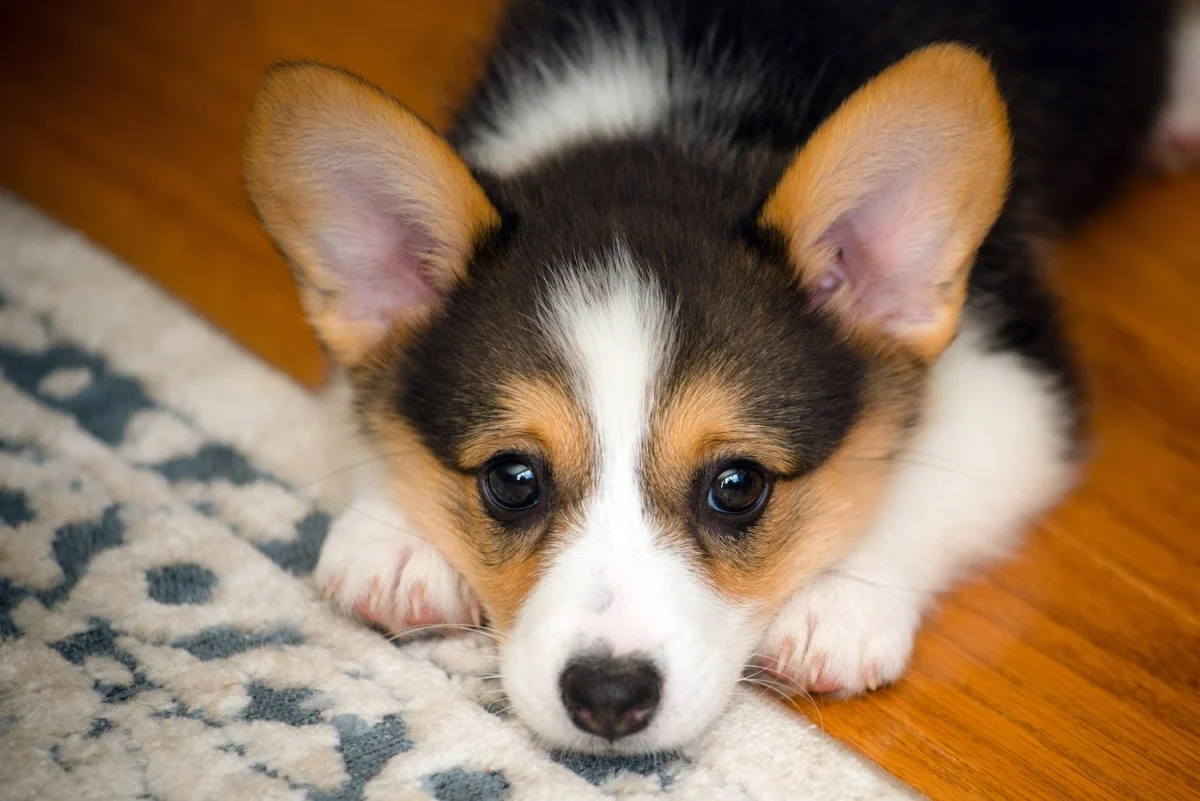 Pembroke Welsh Corgi from the Breeders Valley photo collection