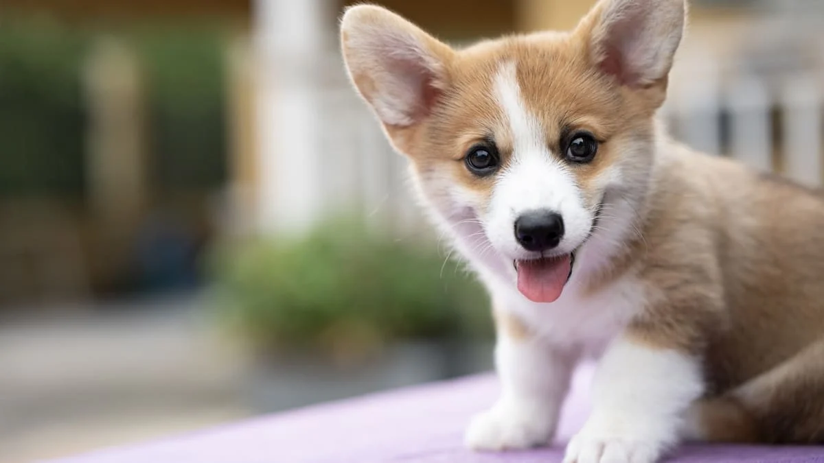 Pembroke Welsh Corgi from the Breeders Valley photo collection