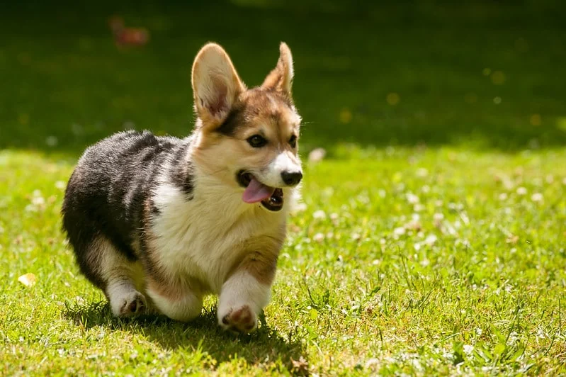 Pembroke Welsh Corgi from the Breeders Valley photo collection