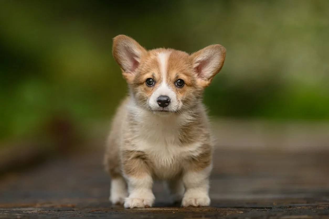 Pembroke Welsh Corgi at Breeders Valley