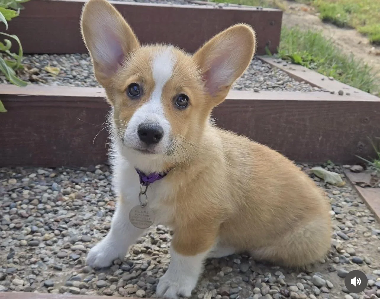 Pembroke Welsh Corgi from the Breeders Valley photo collection