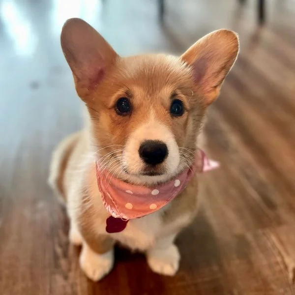 Pembroke Welsh Corgi from the Breeders Valley photo collection