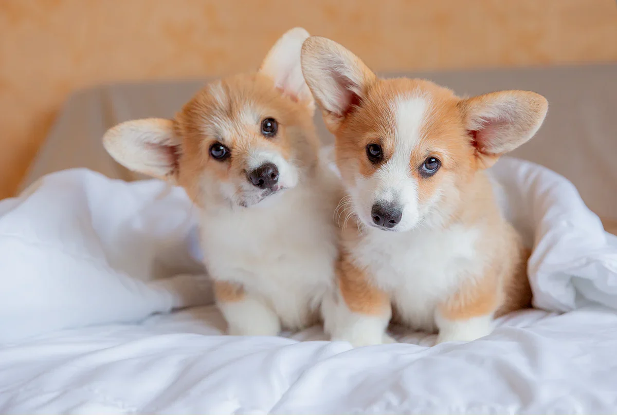 Pembroke Welsh Corgi from the Breeders Valley photo collection