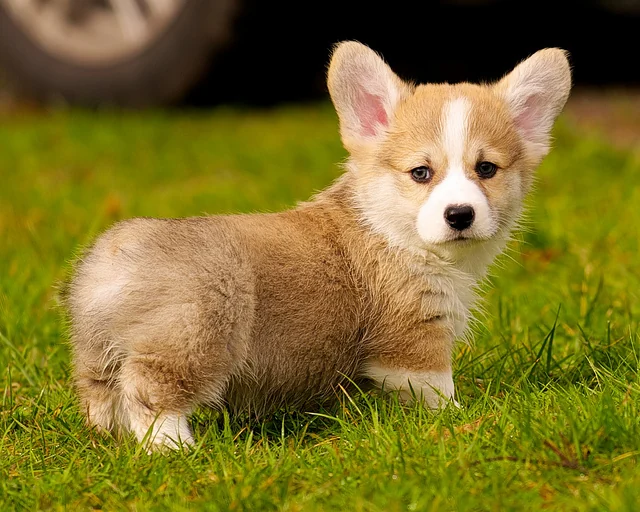 Pembroke Welsh Corgi from the Breeders Valley photo collection